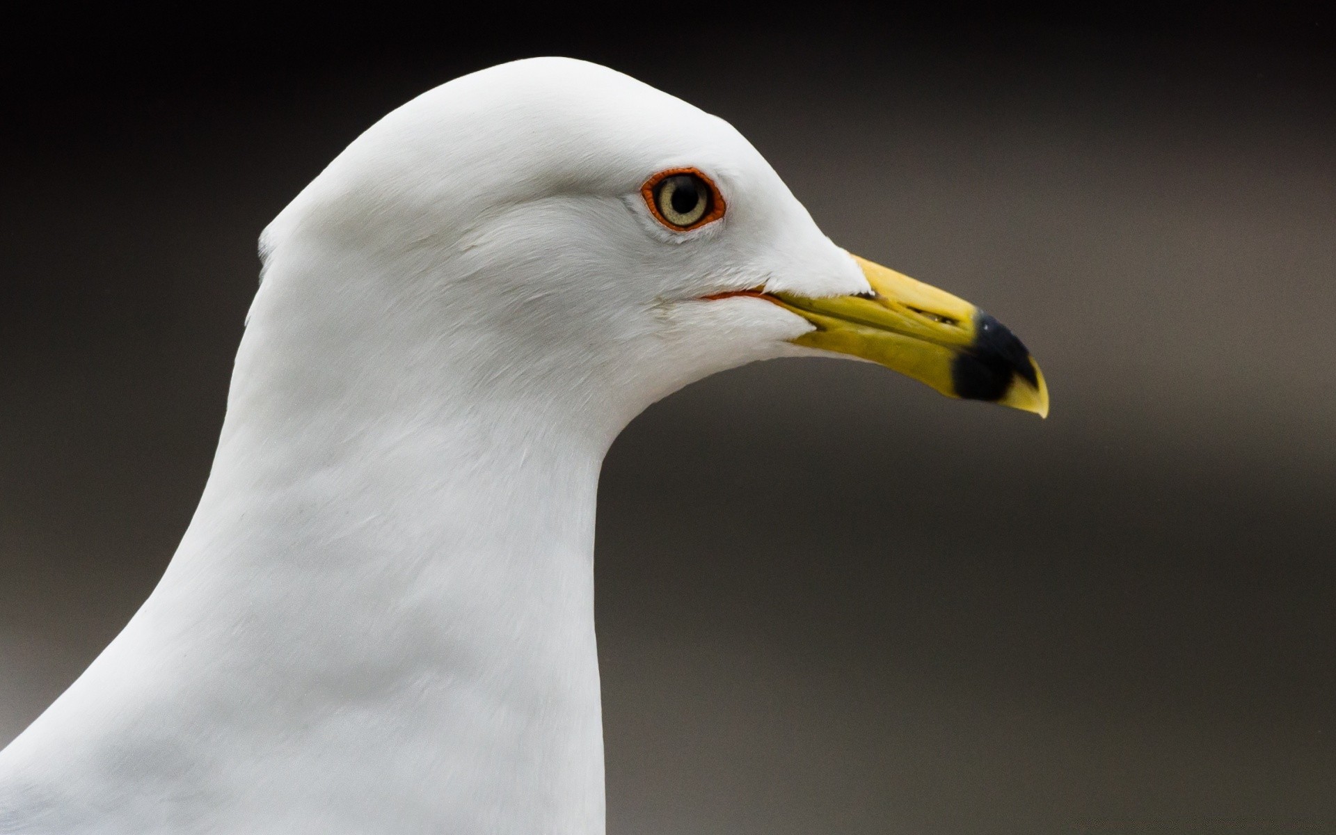 gaivota pássaro vida selvagem gaivotas animal natureza