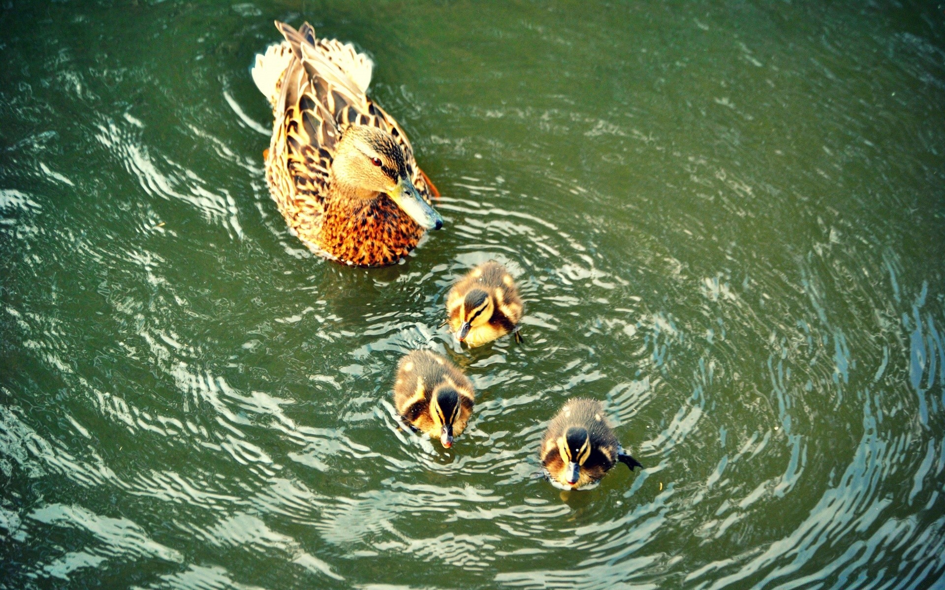 canard eau natation nature sous-marin en plein air humide lac la faune mer été rivière voyage océan