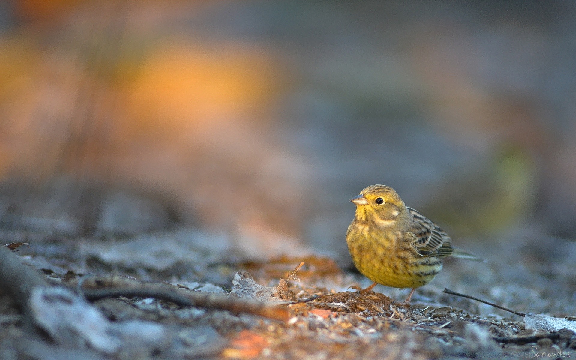 vögel natur vogel tierwelt im freien unschärfe wild tier wenig