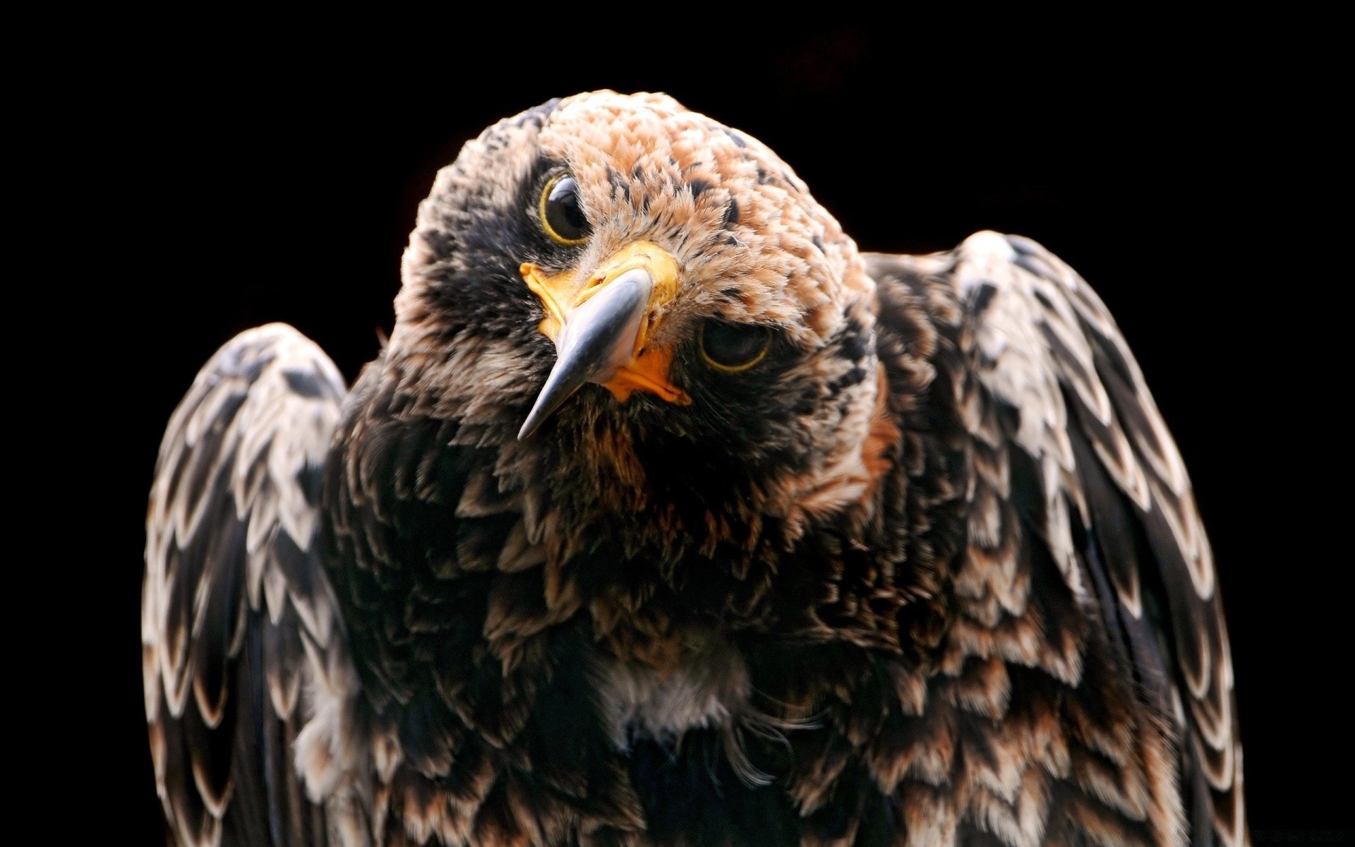 águia raptor pássaro majestoso vida selvagem presa careca falcão pena águia de cabeça branca falcoaria retrato predador falcão bico animal abutre predatório natureza