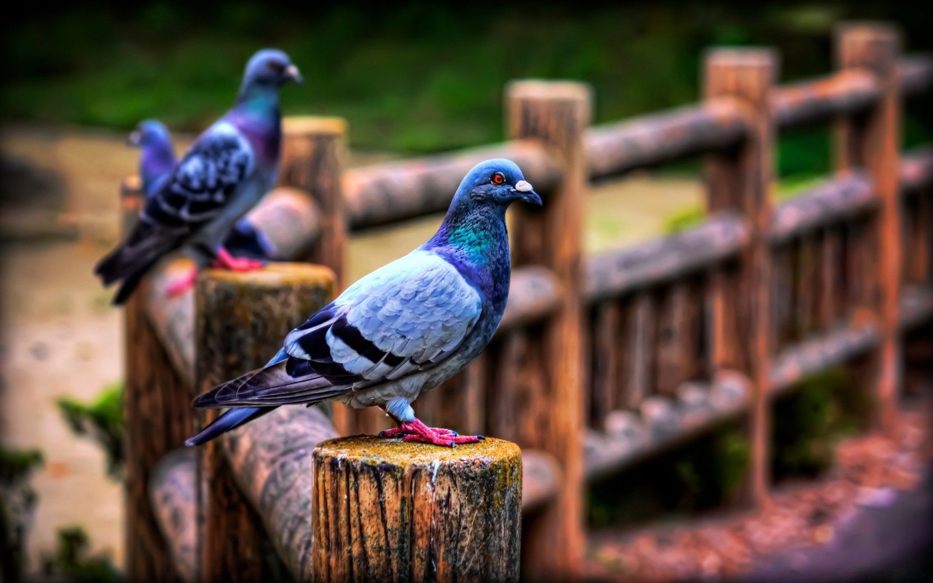 pigeon oiseau en plein air nature bois pigeon la faune