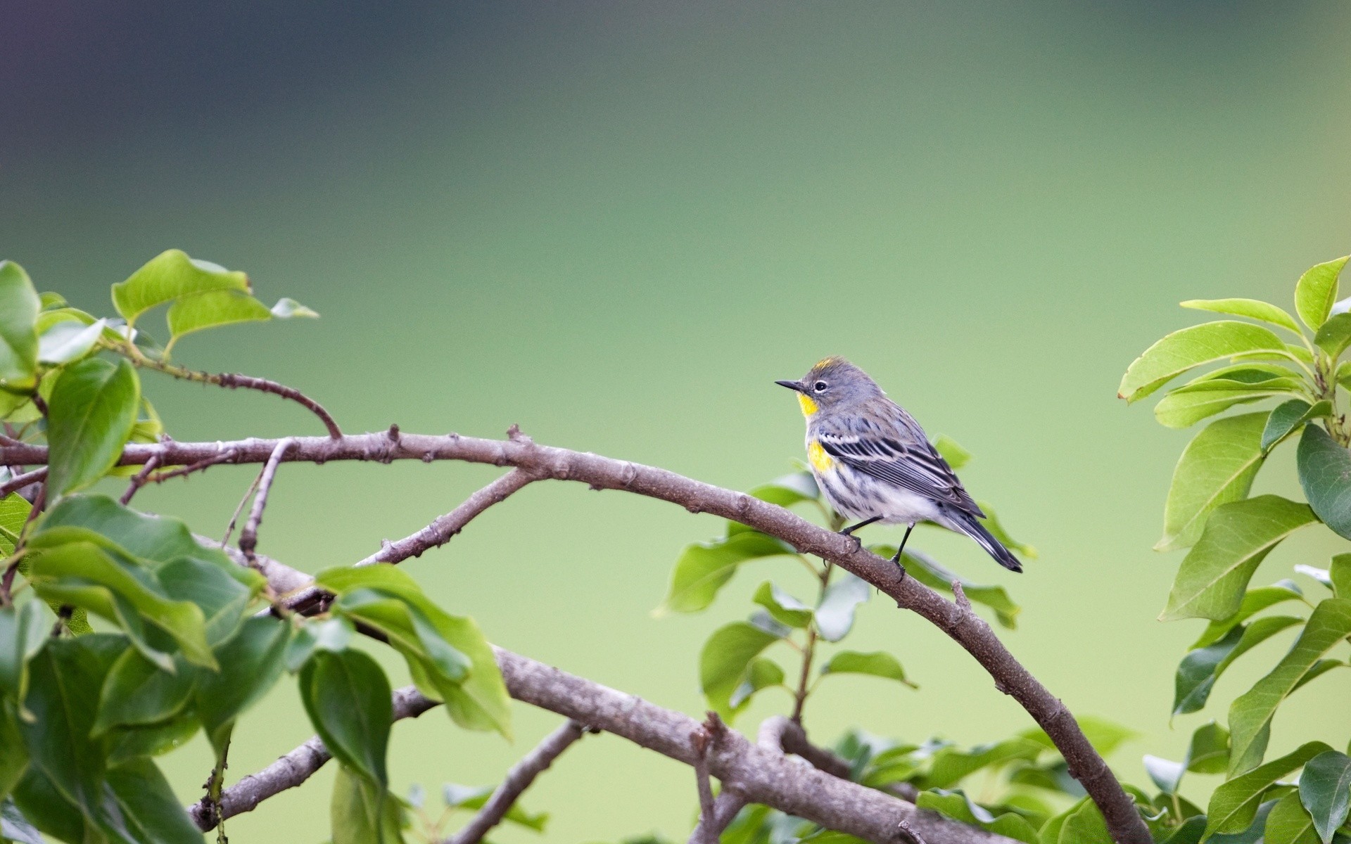 birds bird nature tree wildlife outdoors garden wild leaf park