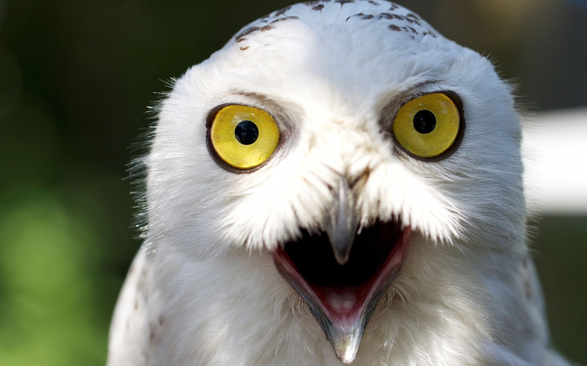 eule tierwelt vogel raptor tier schnabel natur auge beute feder porträt adler wild flugzeug zoo