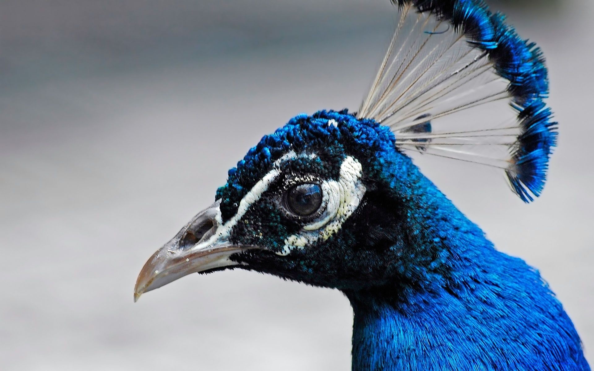 aves pássaro vida selvagem pavão pena natureza aves animal ao ar livre pescoço