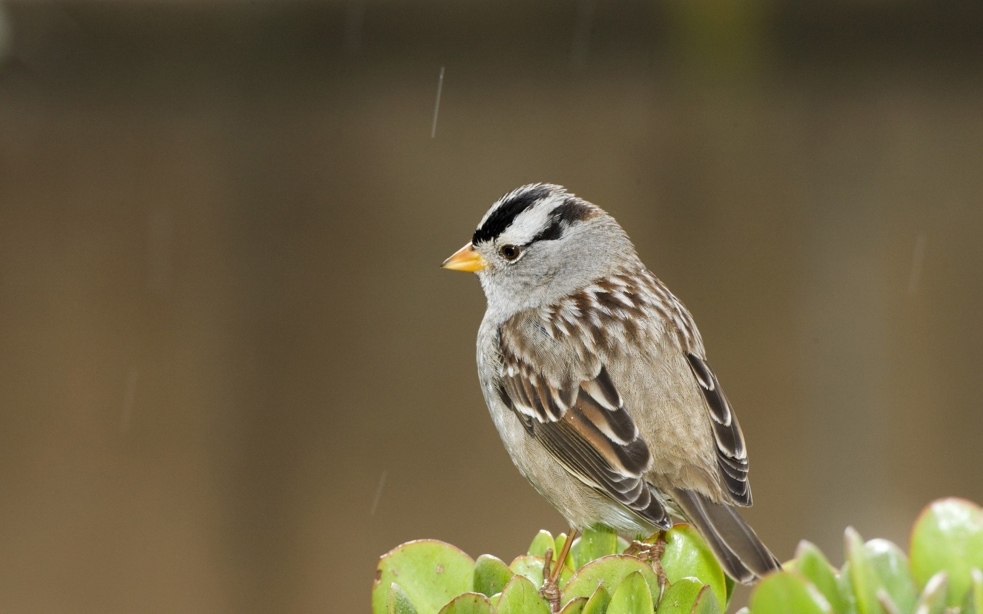 oiseaux faune oiseau nature à l extérieur animal peu sauvage