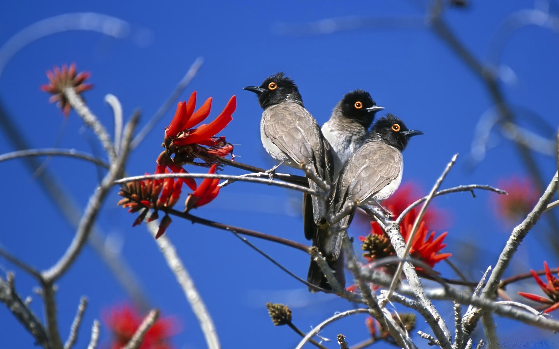 vögel natur vogel im freien tierwelt baum himmel tier wild schließen