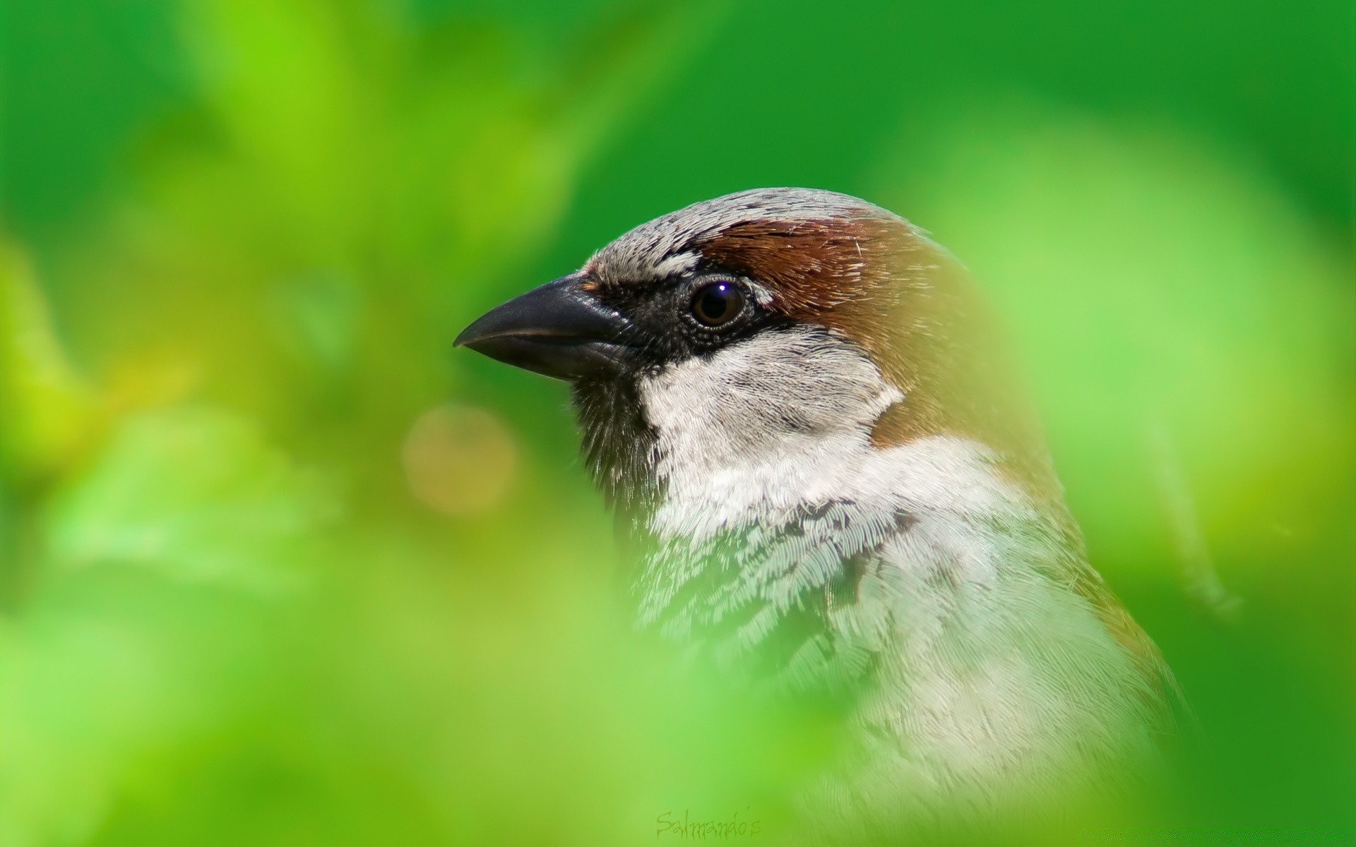 birds wildlife bird nature outdoors animal wild environment leaf blur avian little