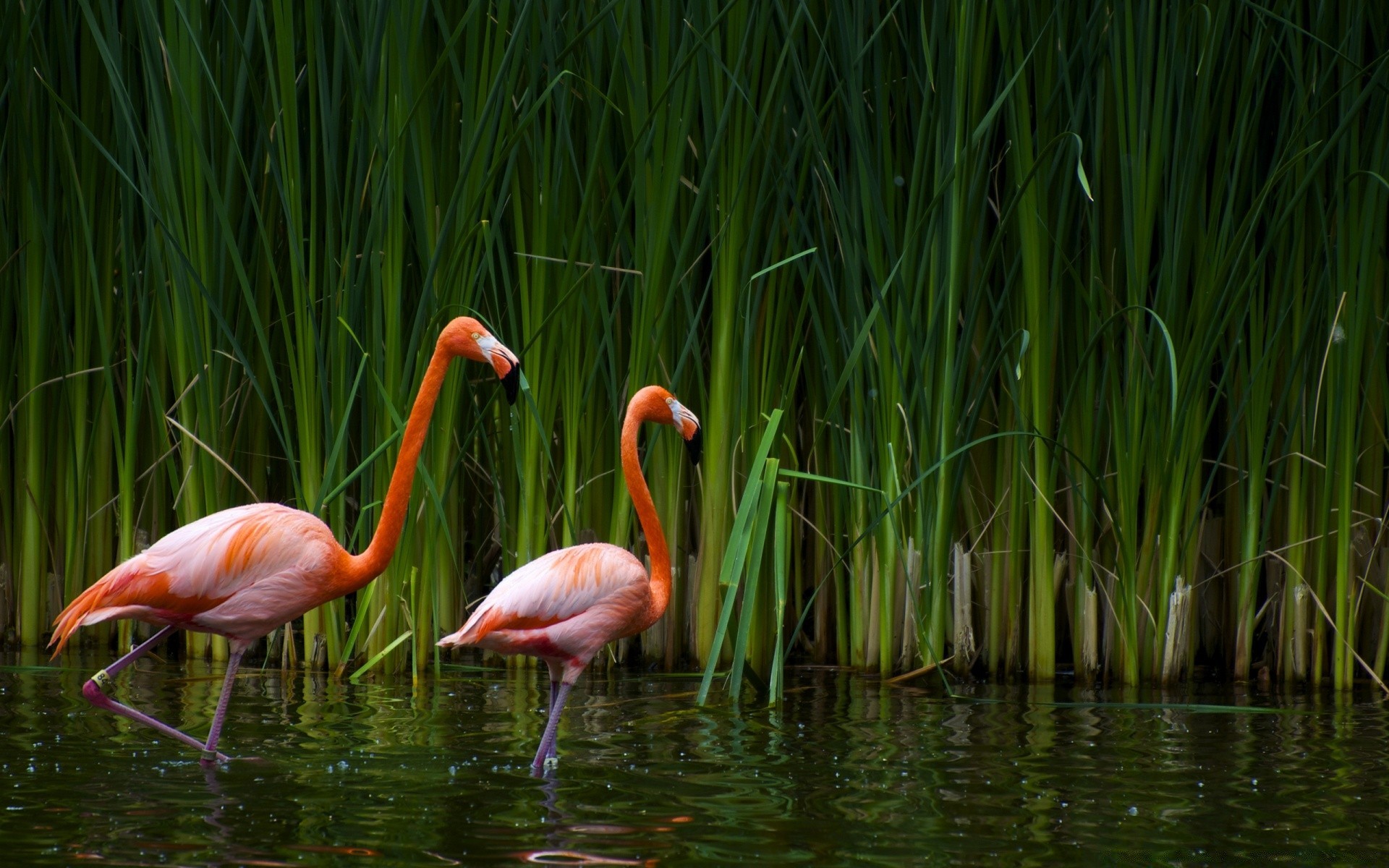 flamingo natura jezioro trawa woda lato basen kolor