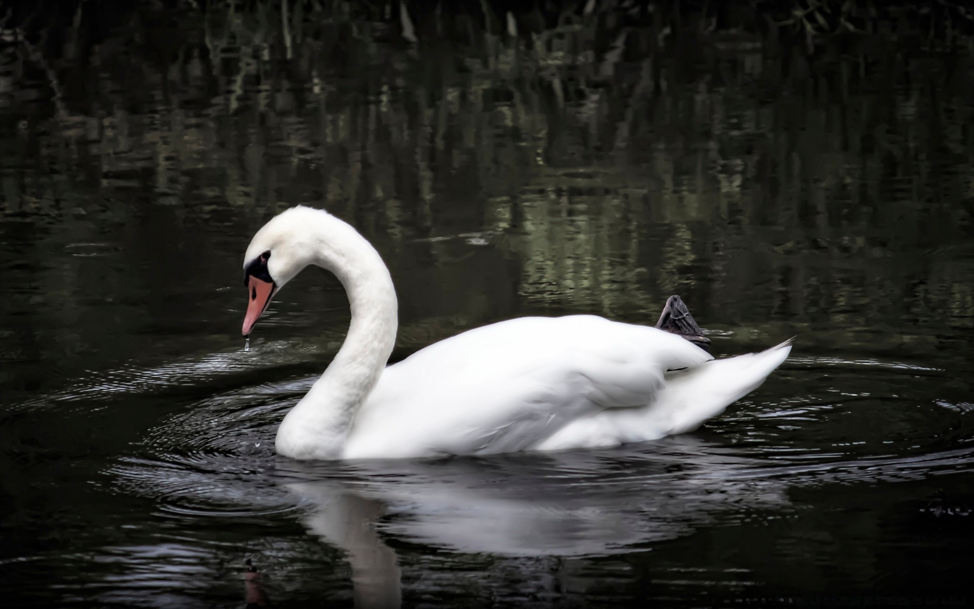 cygnes cygne oiseau eau lac piscine nature sauvagine rivière réflexion natation faune plume animal cou en plein air