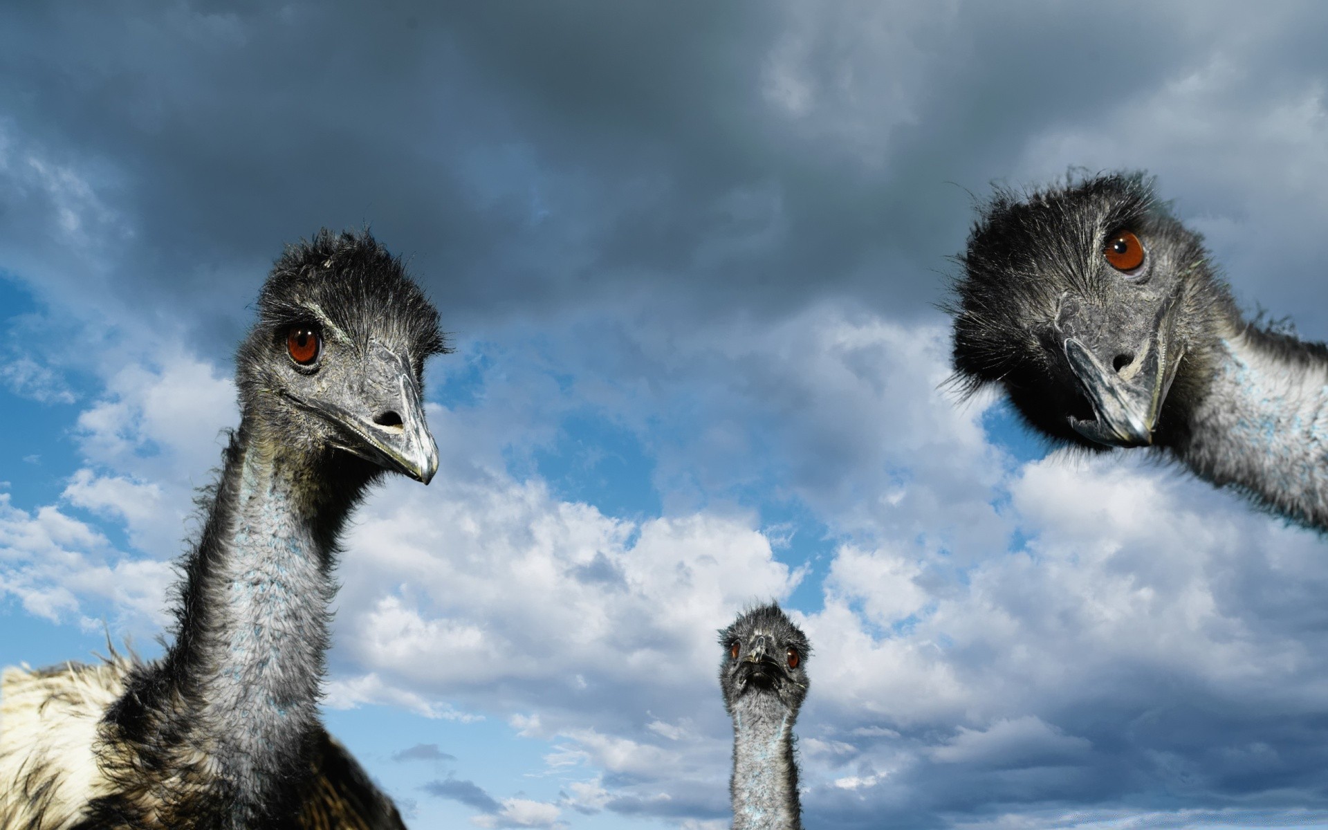 autruche oiseau faune animal portrait nature tête oeil long émeu cou bec drôlement cheveux sauvage visage