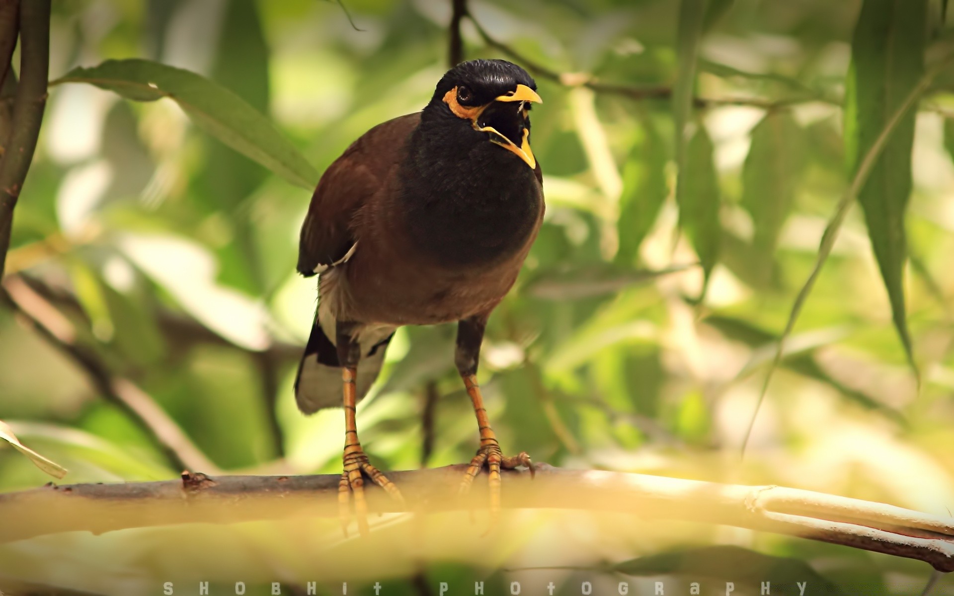 aves pássaro vida selvagem natureza animal bico aviano selvagem asa ao ar livre pena