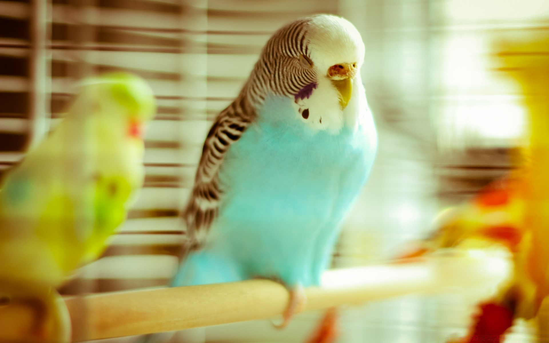 parrot bird blur indoors food nature