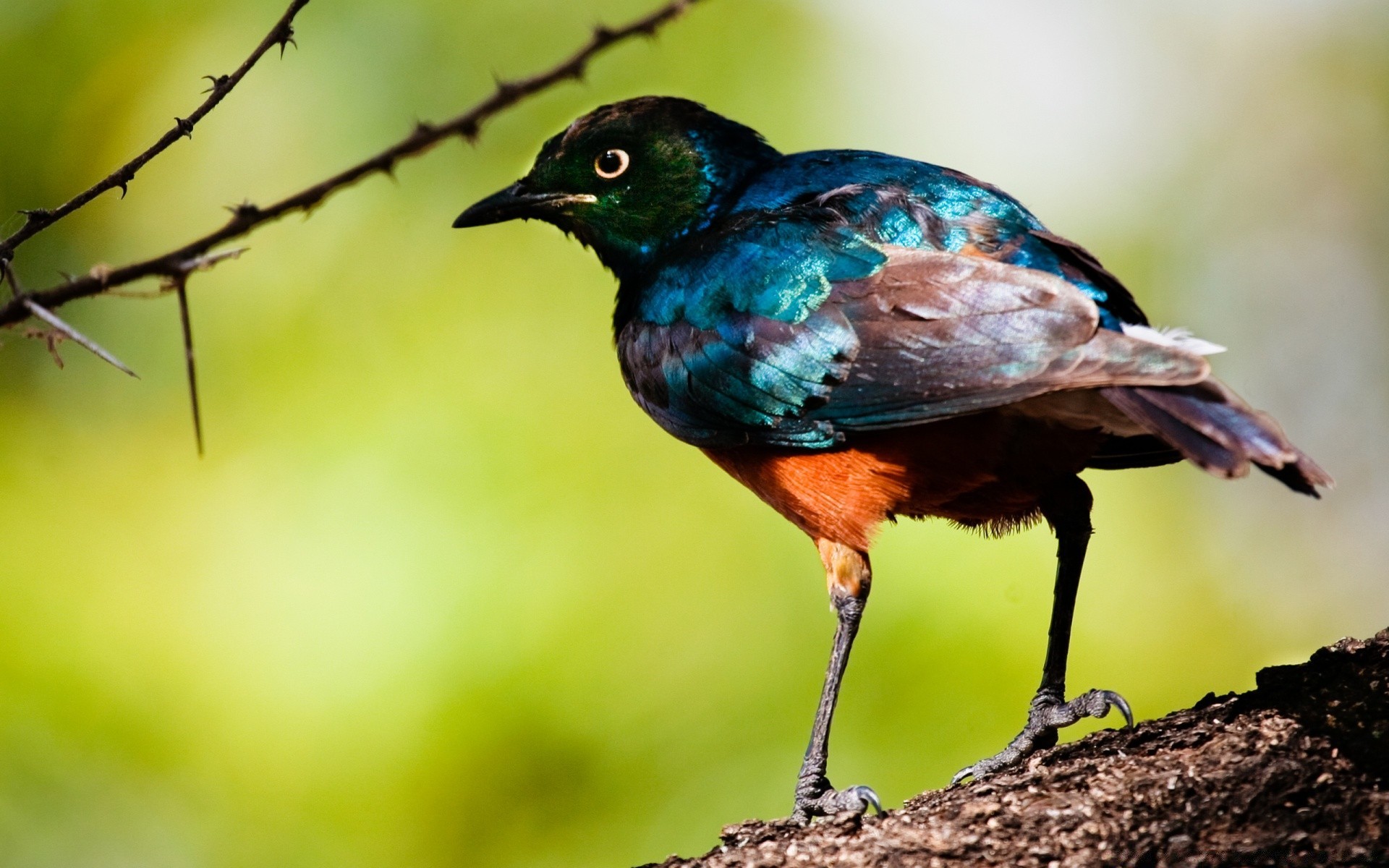 uccelli uccello fauna selvatica animale natura piuma selvaggio becco avian ala starling