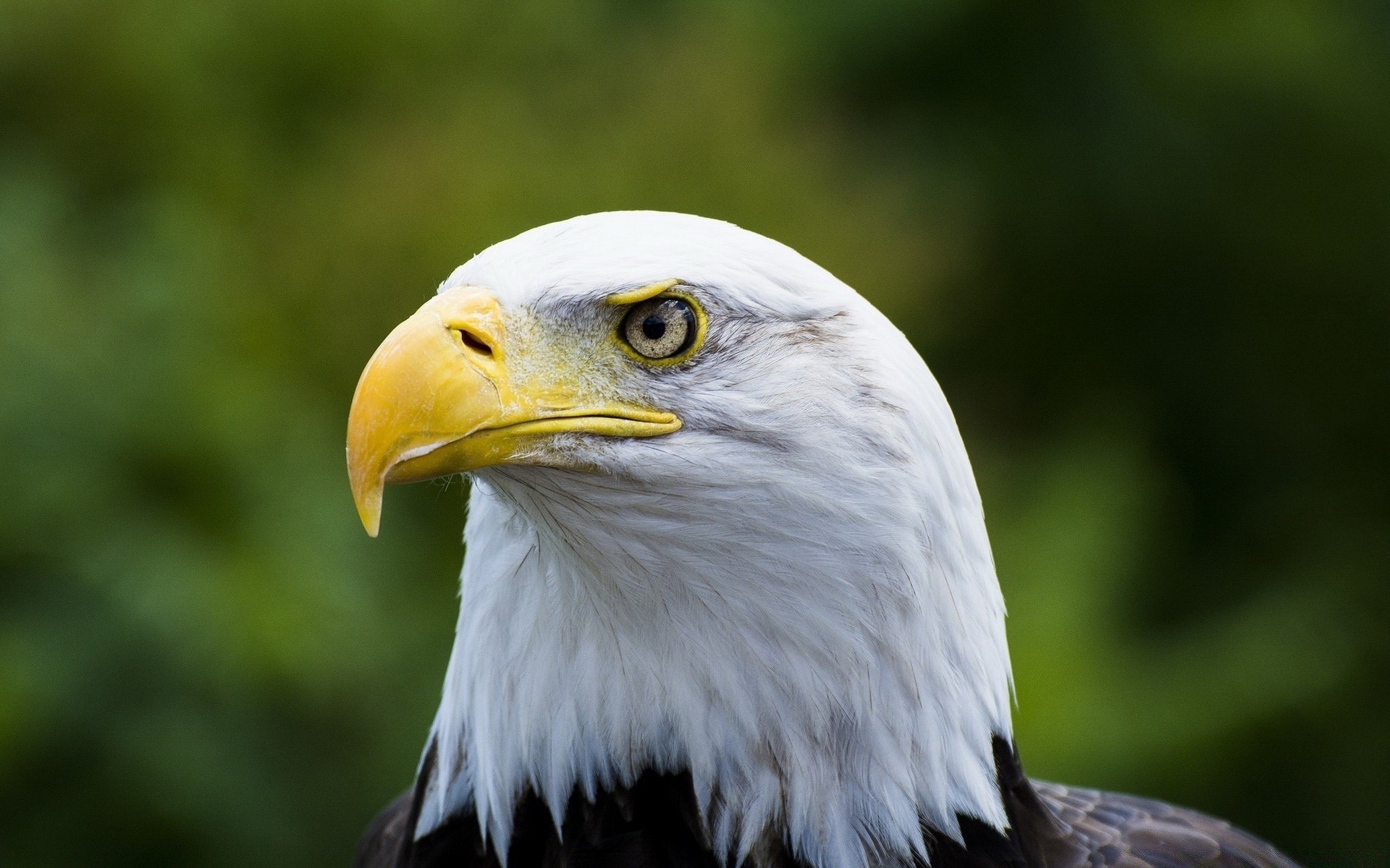 águia pássaro raptor vida selvagem presa bico animal natureza pena águia de cabeça branca retrato falcão predador selvagem careca falcoaria falcão asa avian