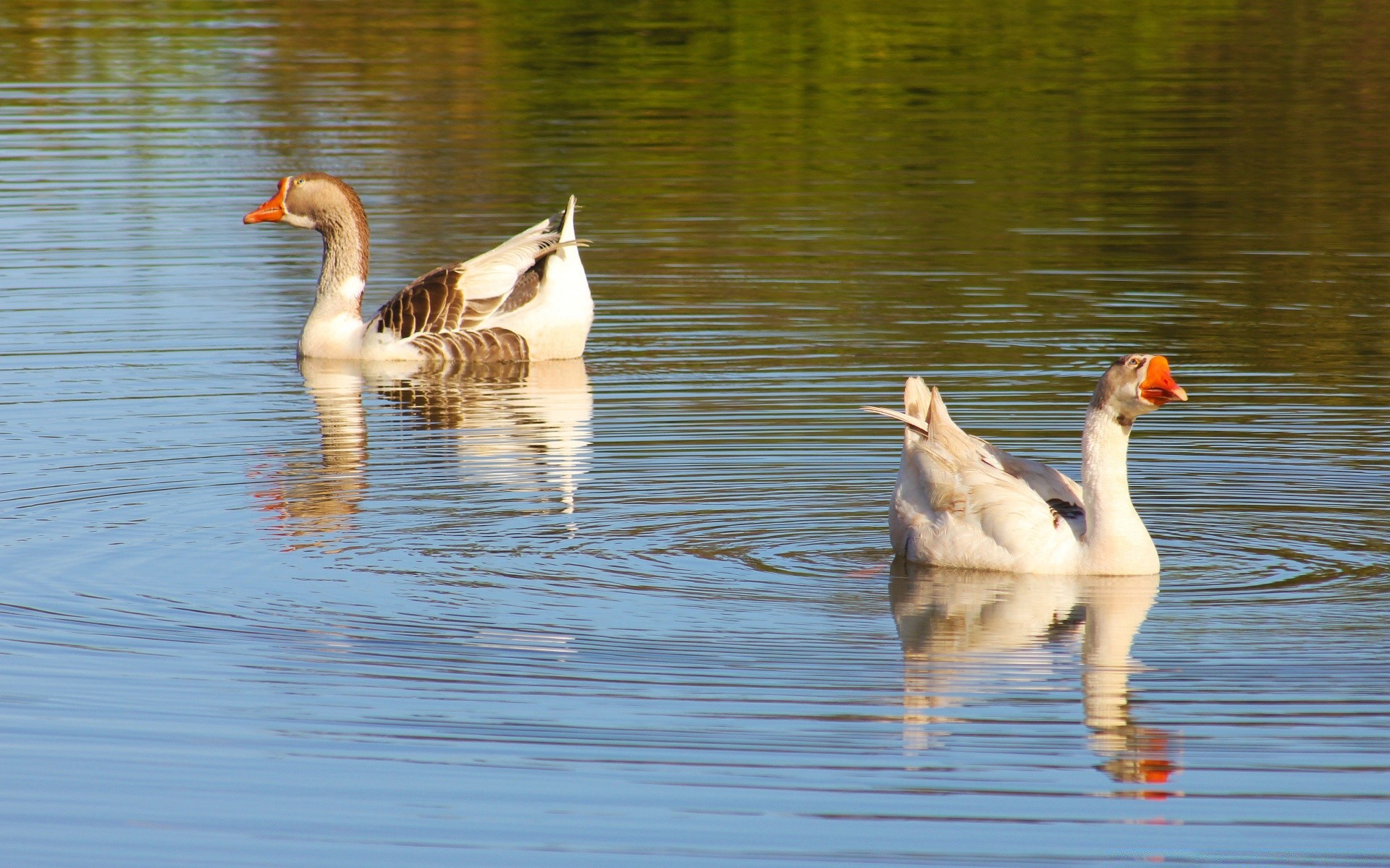 sauvagine oiseau canard piscine oie lac eau oiseaux réflexion cygne plume faune animal natation bec colvert nature drake cou