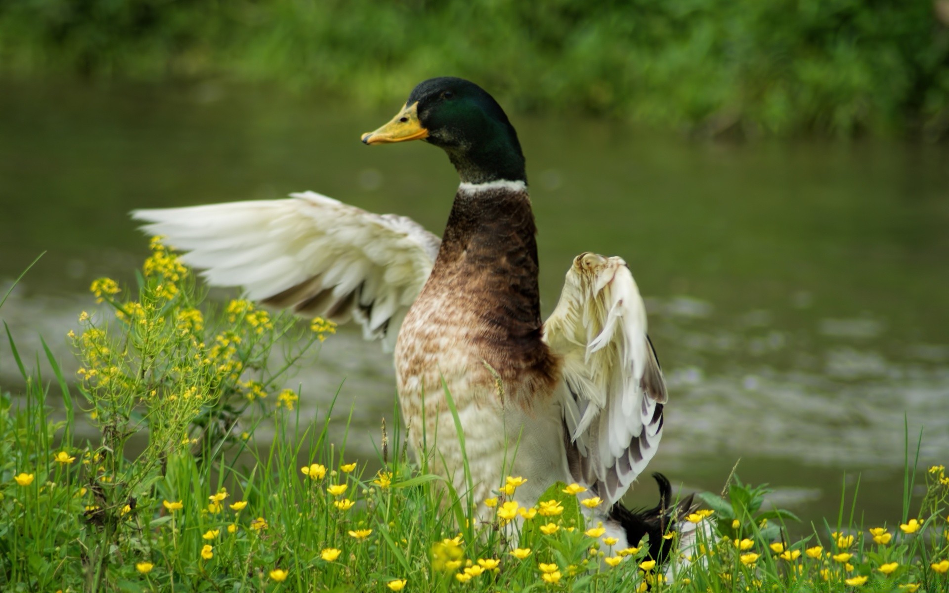 pato pássaro natureza grama vida selvagem ao ar livre ganso água aves piscina pena lago animal