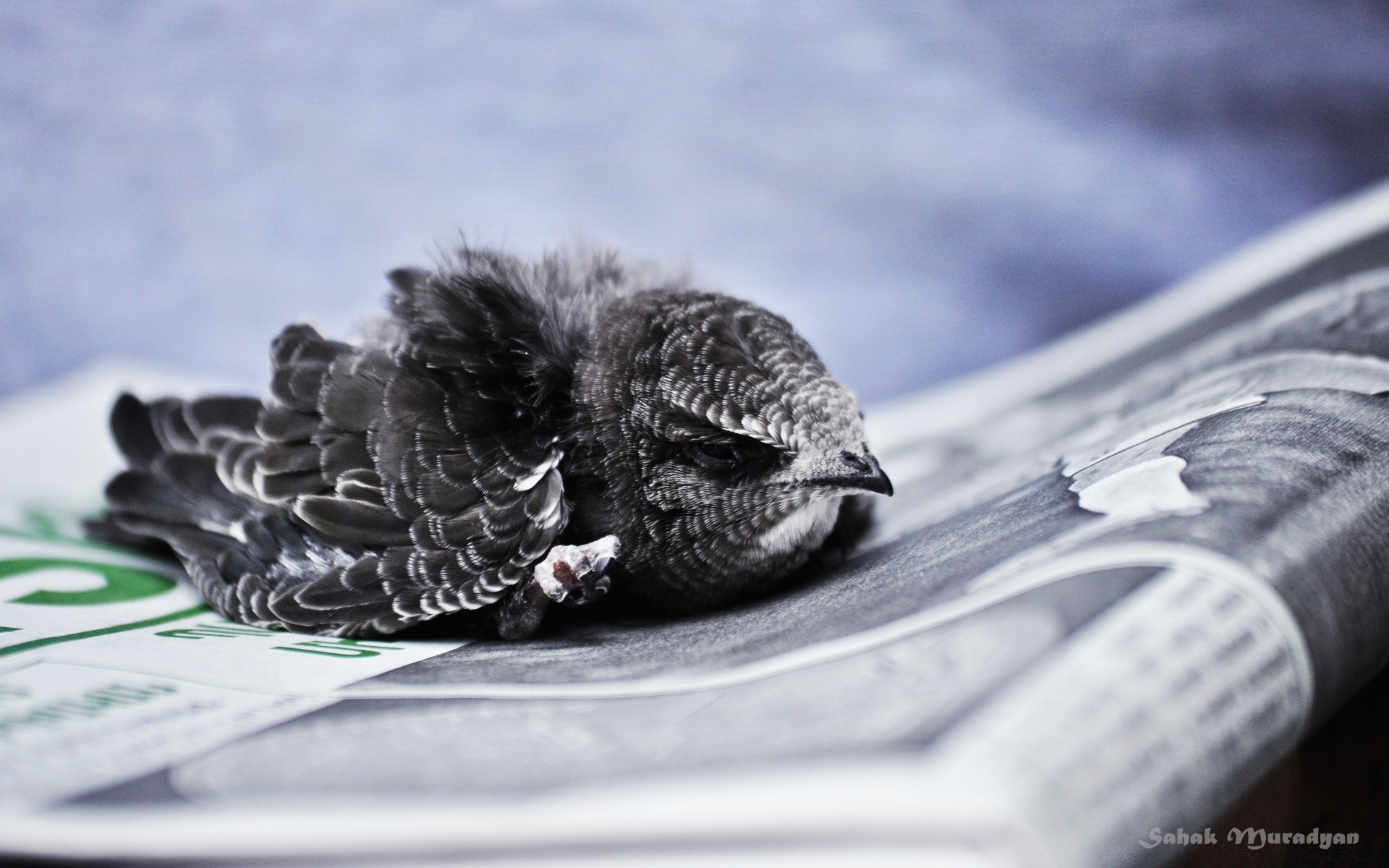 vögel vogel natur papier feder