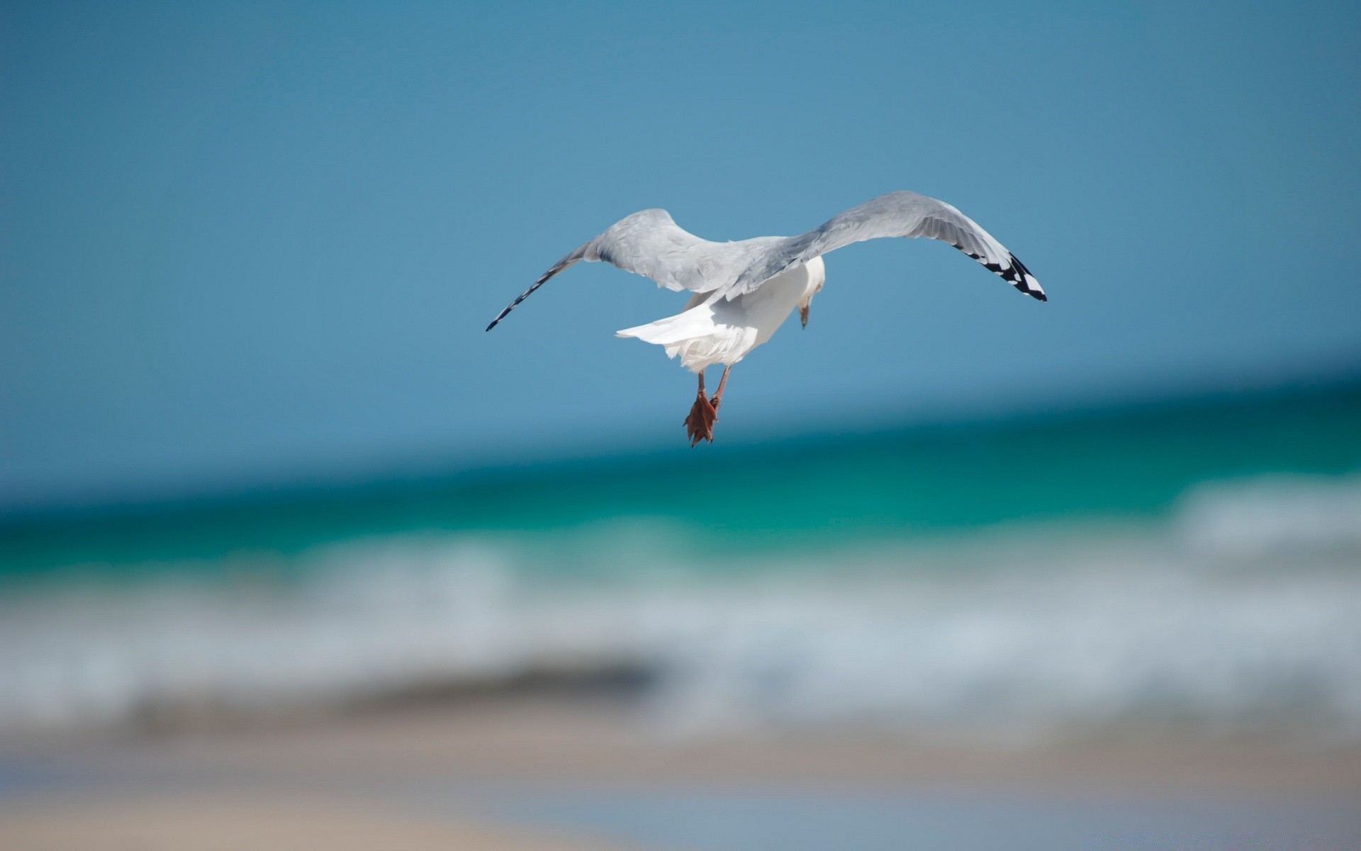 seagull bird water seagulls wildlife nature sky flight sea beach outdoors ocean action freedom animal