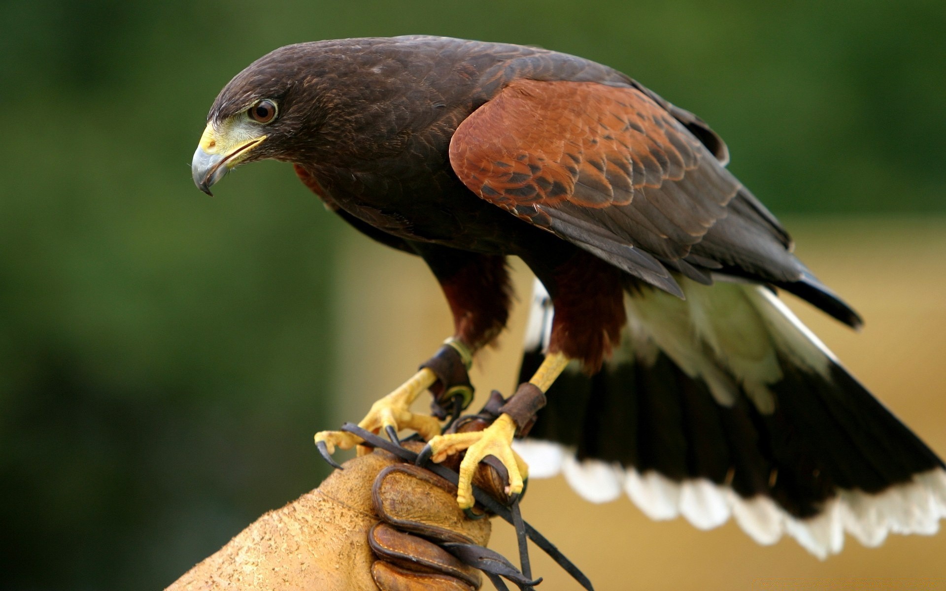 birds of prey raptor bird eagle wildlife hawk falcon prey kite falconry animal flight nature bald predator bald eagle portrait wing beak wild