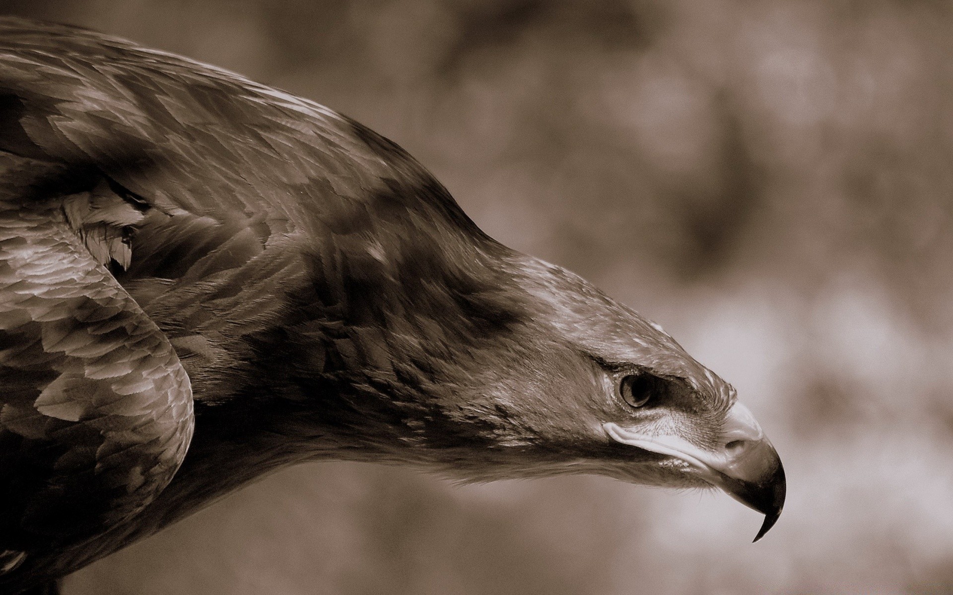 águia pássaro raptor vida selvagem retrato natureza olho presa pena falcão animal falcoaria bico um predador cabeça selvagem