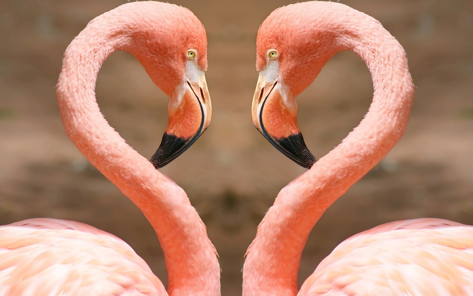 flamingo nature bird wildlife beak