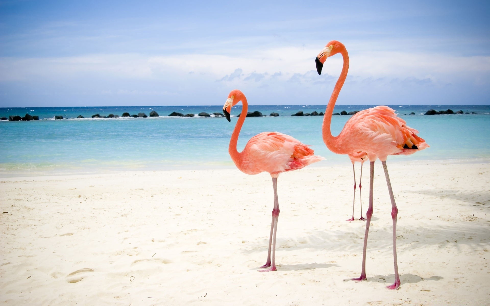 flamingo beach water sand sea ocean tropical summer seashore nature exotic sky travel lagoon