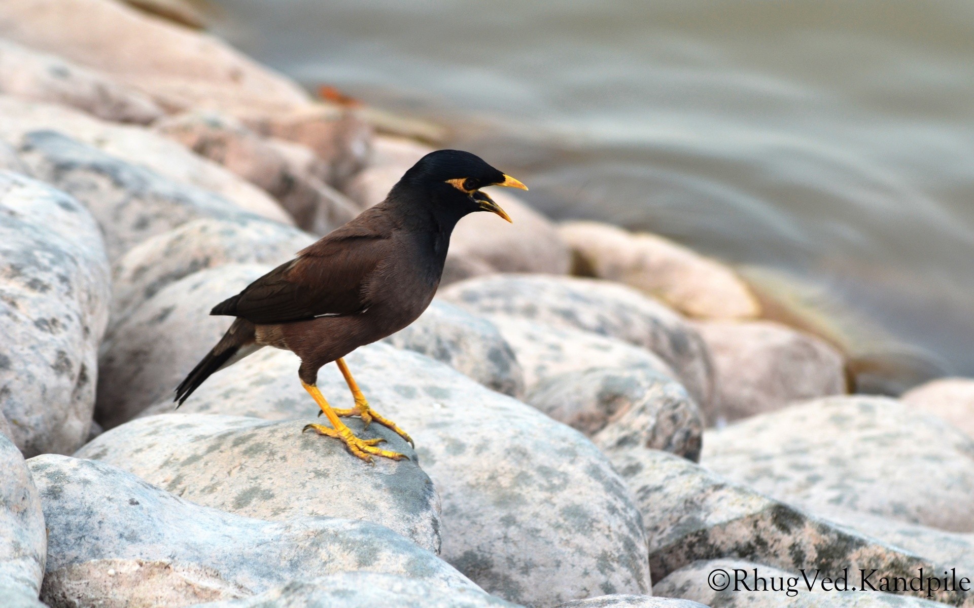 aves naturaleza vida silvestre aves al aire libre salvaje agua