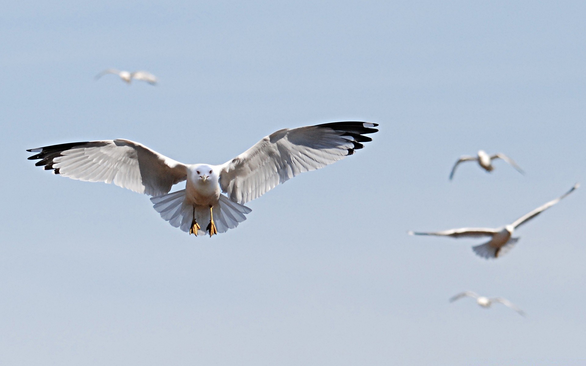 aves aves gaviotas vida silvestre vuelo volar flotar animal pluma naturaleza libertad envergadura aves pico cielo al aire libre ala