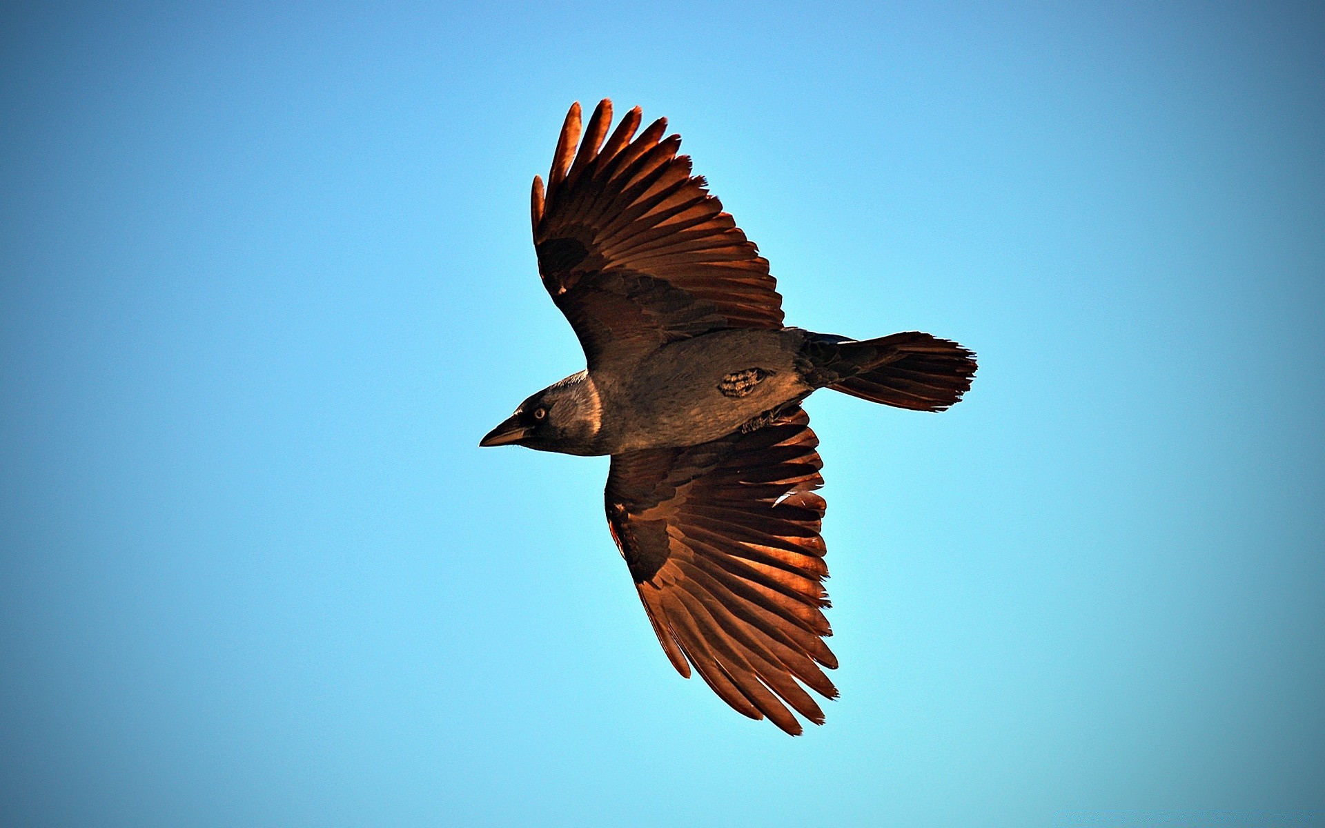 aves aves vida silvestre vuelo animal uno naturaleza volar raptor