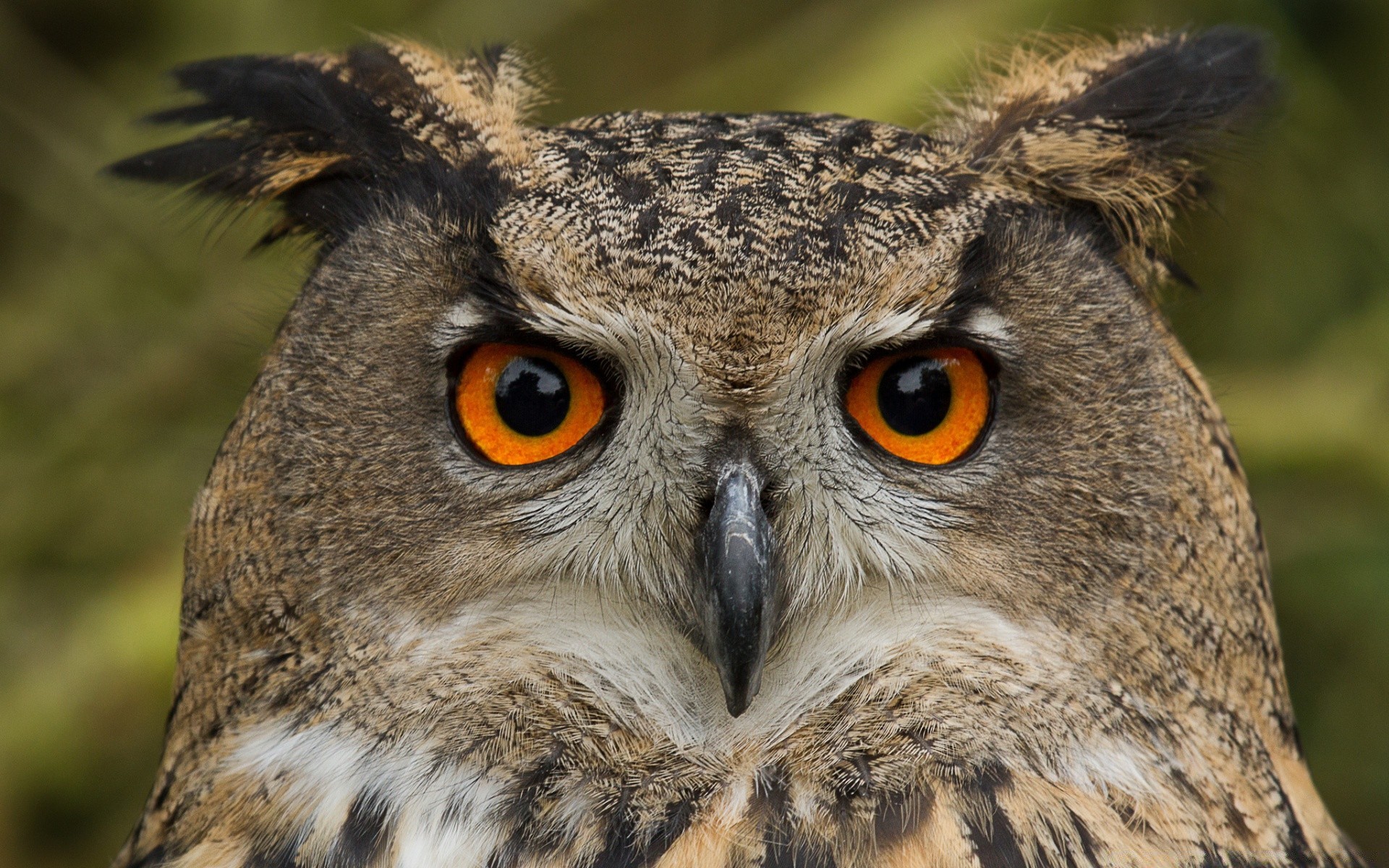 coruja vida selvagem raptor natureza animal presa pássaro selvagem olho retrato predador caçador ao ar livre águia