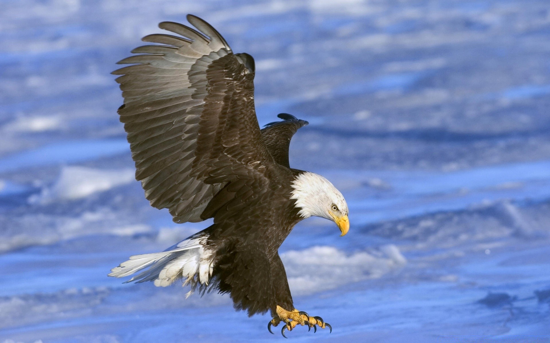 aigle oiseau faune raptor animal nature à l extérieur plume sauvage bec liberté vol pygargue à tête blanche hiver aile