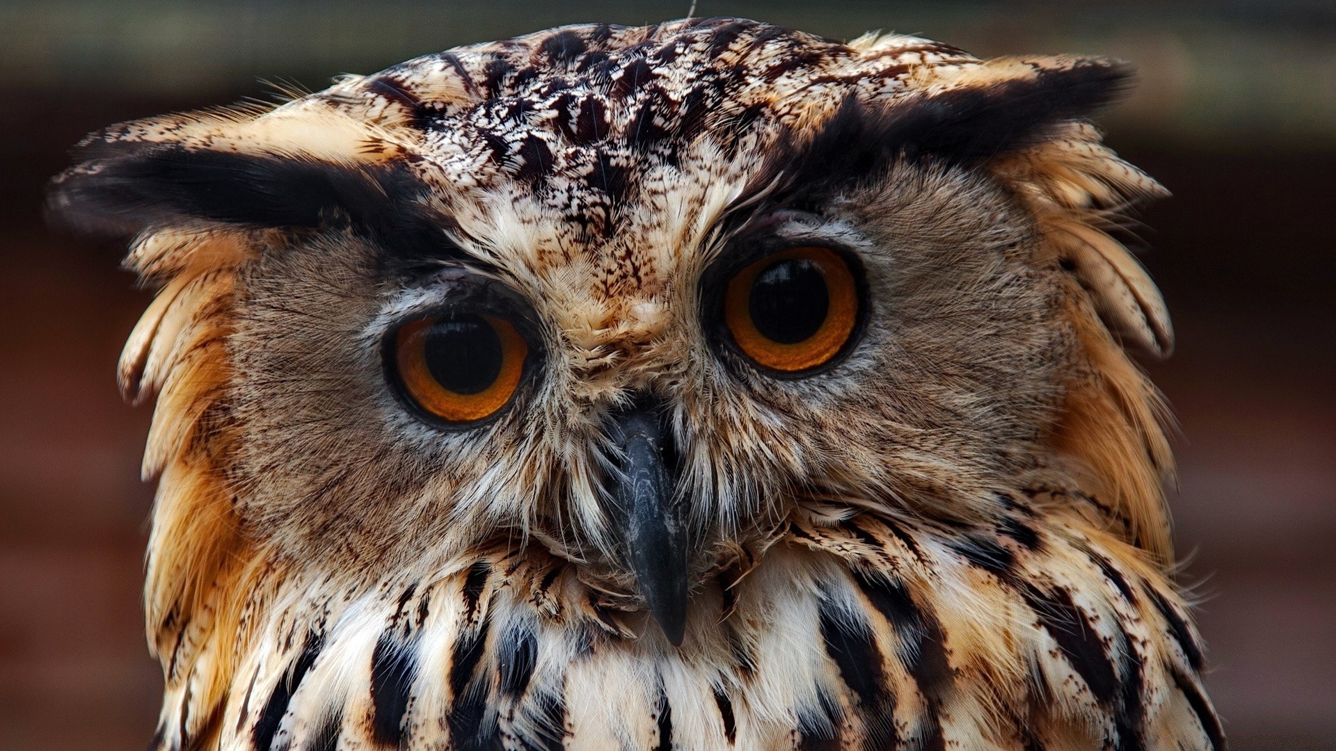 hibou rapace proie prédateur aigle oiseau faune fauconnerie chasseur prédateur faucon animal bec sauvage nature oeil portrait faucon mangeur de viande plume