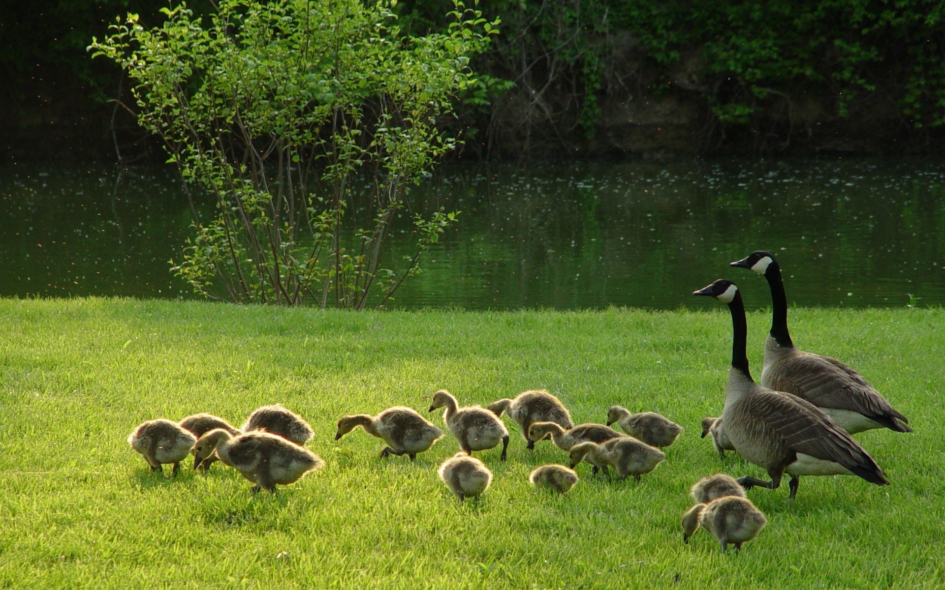 aves acuáticas ganso hierba naturaleza vida silvestre animal pato salvaje aves al aire libre agua mamífero granja