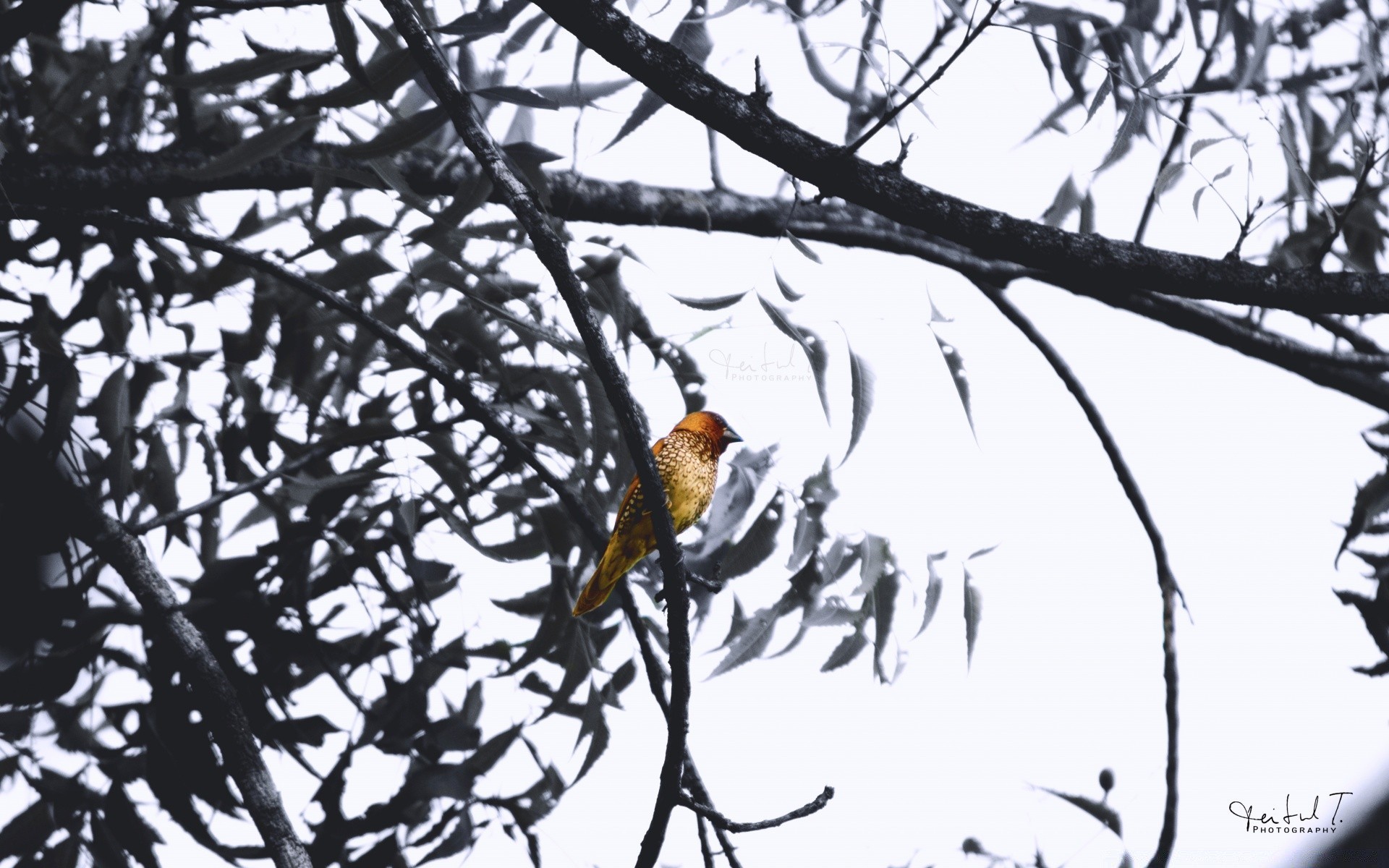 oiseaux oiseau arbre la faune la nature en plein air bois animal hiver aile branche sauvage unique plume neige couleur saison