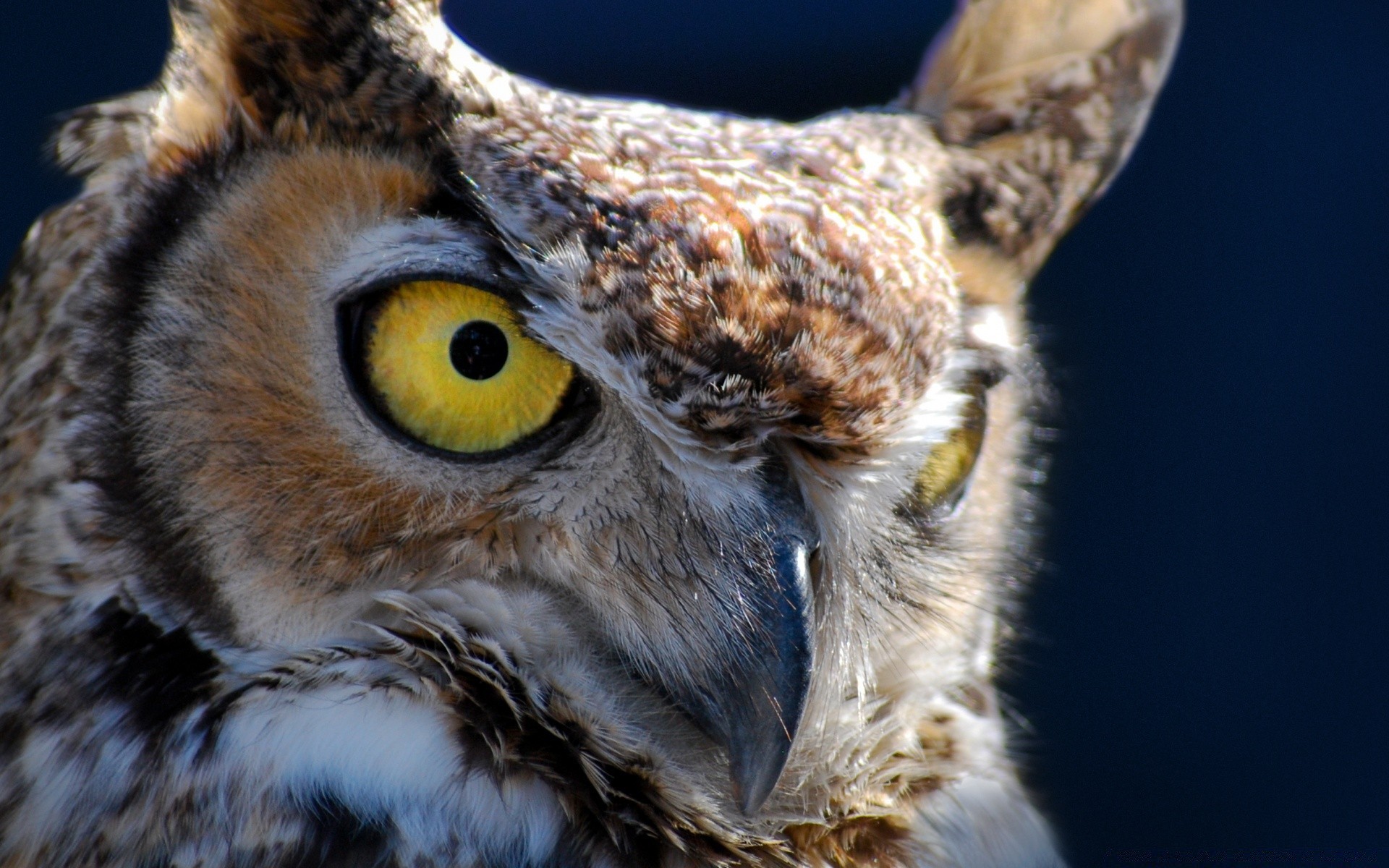 eule vogel raptor tierwelt natur tier porträt schnabel auge feder wild beute raubtier säugetier auf der suche kopf adler luftfahrt