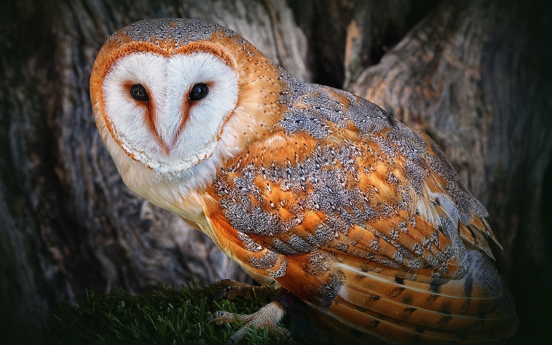 hibou oiseau nature faune bois animal alimentaire sauvage plume