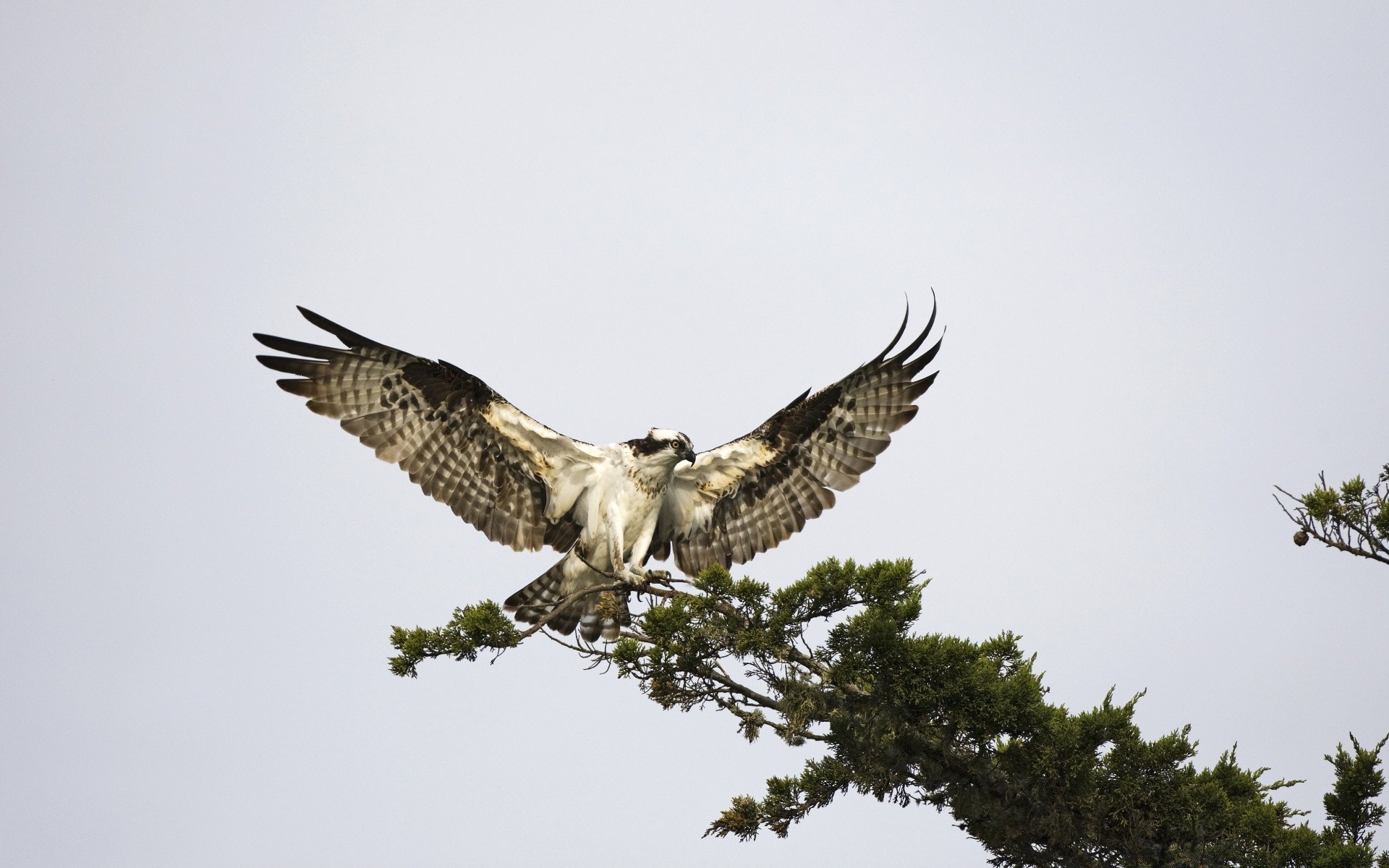 oiseaux raptor oiseau aigle la faune la nature proie prédateur faucon vol animal faucon sauvage aile à l extérieur plume cerf-volant voler