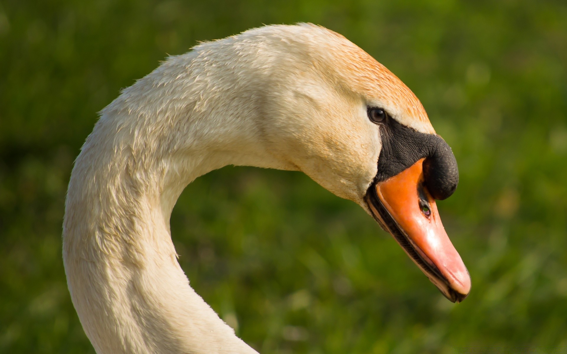 łabędzie ptak dzika przyroda natura zwierzę dziób ptactwo wodne szyja pióro na zewnątrz dziki portret