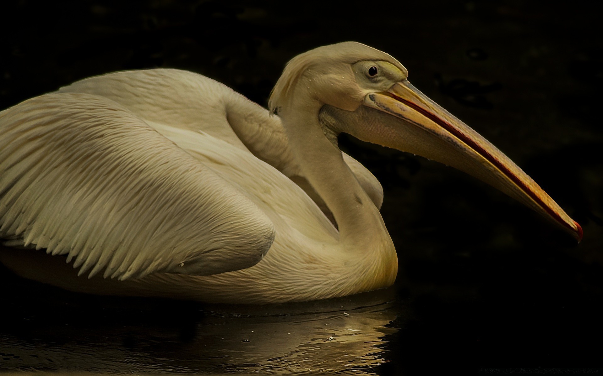 ptactwo wodne ptak pelikan przyroda woda natura zoo zwierzę portret jeden ocean