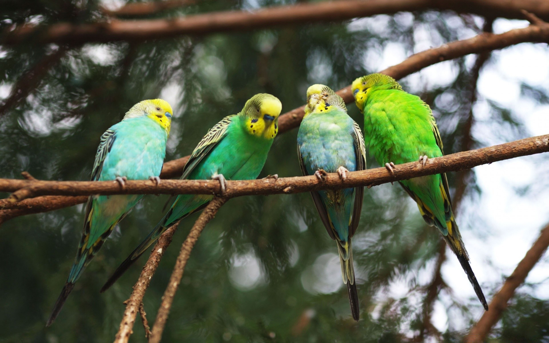 loro pájaro vida silvestre tropical aviador pico ala salvaje exótico zoológico pluma animal loro naturaleza guacamayo selva tropical