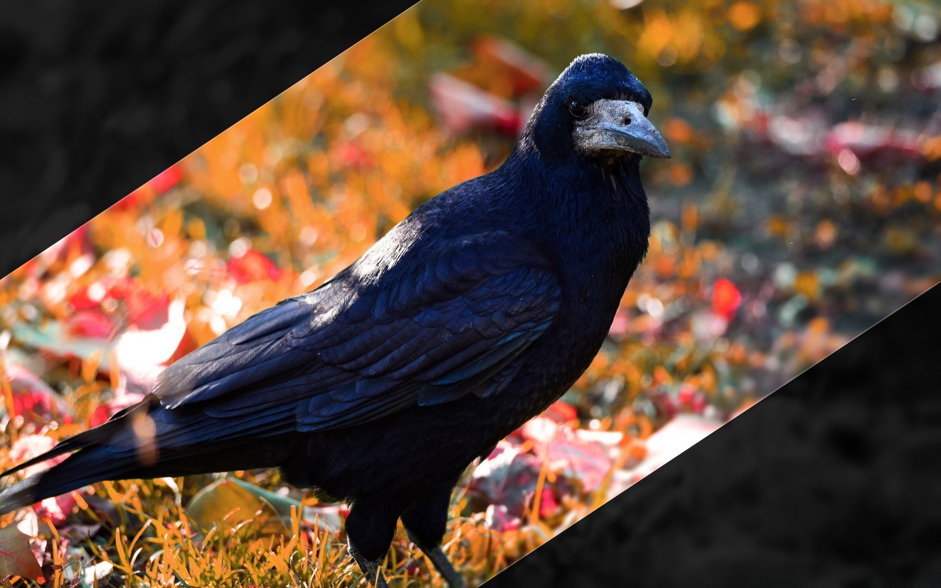 vögel vogel im freien natur tierwelt herbst feder