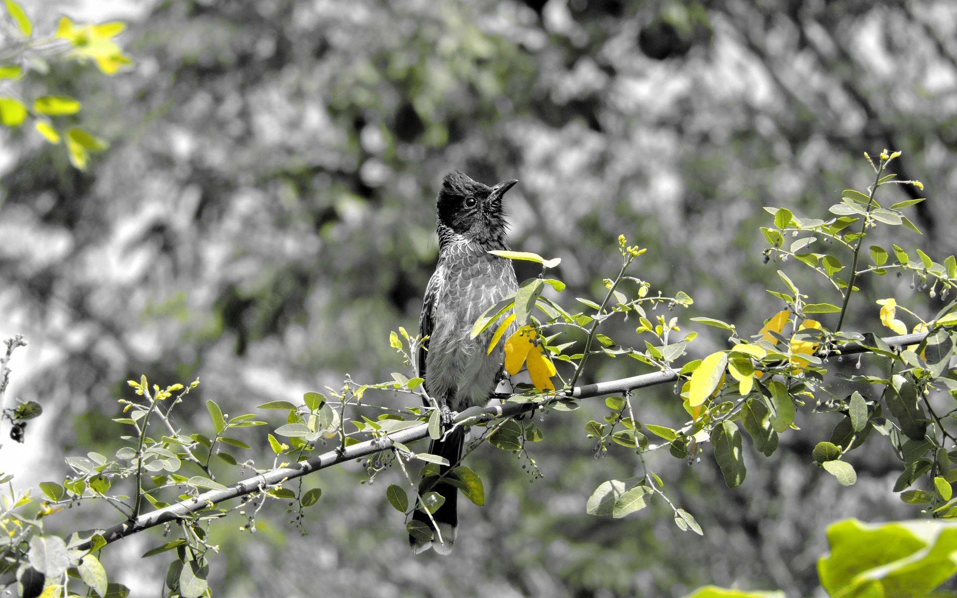 birds nature tree leaf outdoors flower flora branch summer park garden wood season