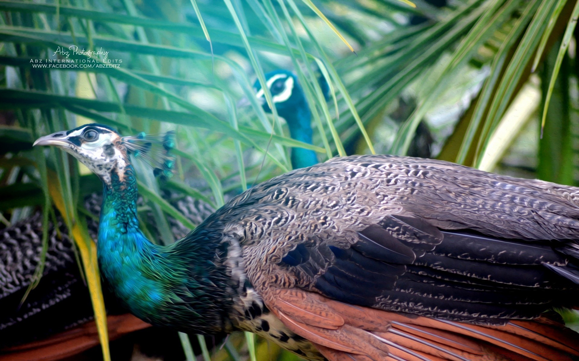 pavone uccello piuma natura fauna selvatica animale uccelli becco all aperto tropicale selvaggio colore coda ala desktop avian zoo