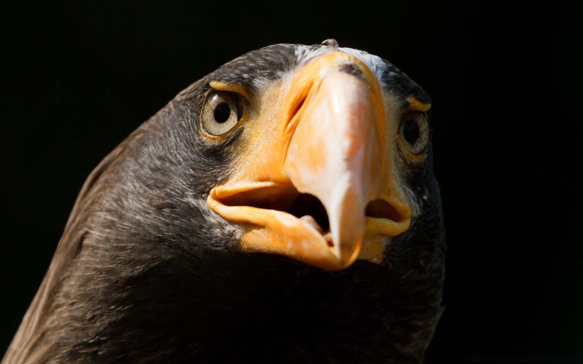 orzeł ptak portret raptor przyroda jedno oko natura ryba zwierzę głowa