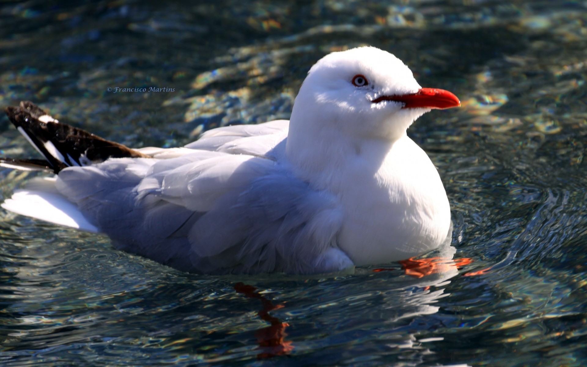 seagull bird seagulls water wildlife nature sea outdoors lake