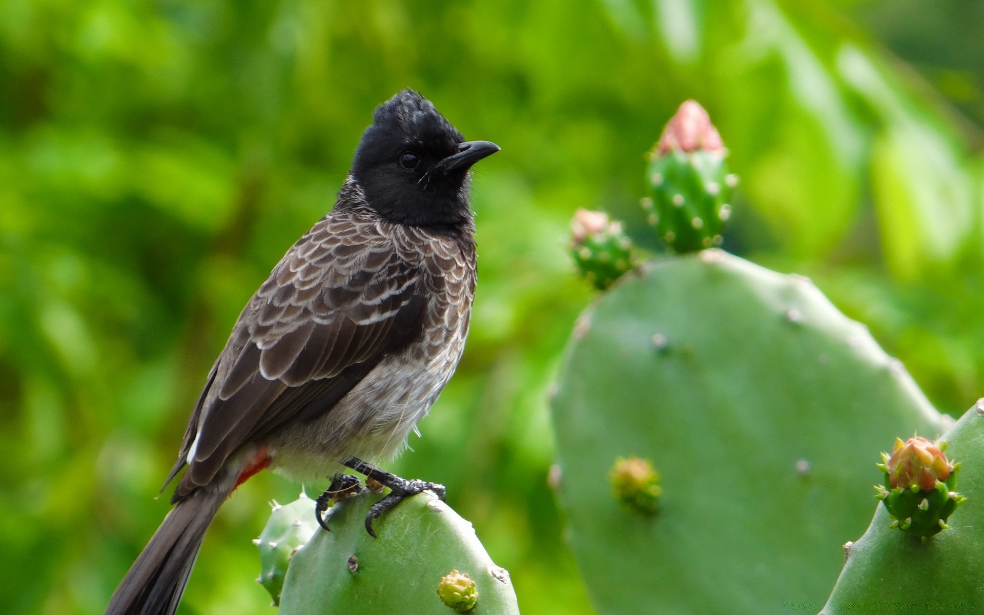 oiseaux nature à l extérieur la faune animal oiseau sauvage jardin