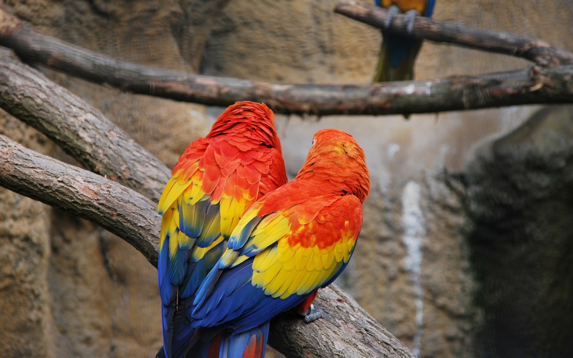 papuga ptak natura dzika przyroda zoo drewno kolor na zewnątrz