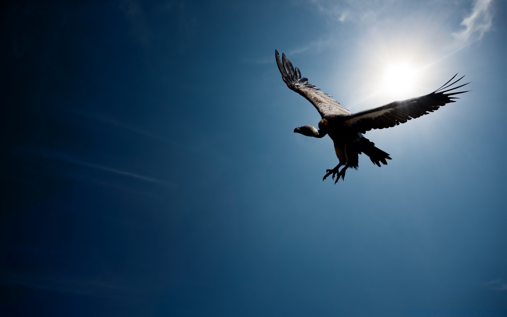 oiseaux oiseau ciel raptor aigle vol en plein air la faune la nature