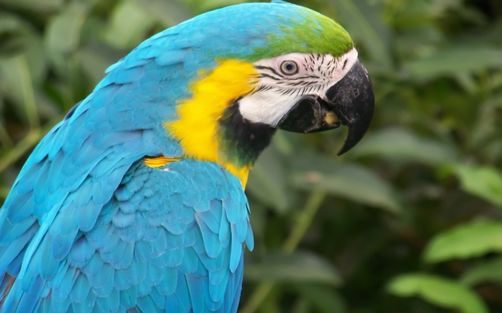 papagaio pássaro vida selvagem pena bico animal jardim zoológico arara asa natureza avian selvagem tropical exóticas