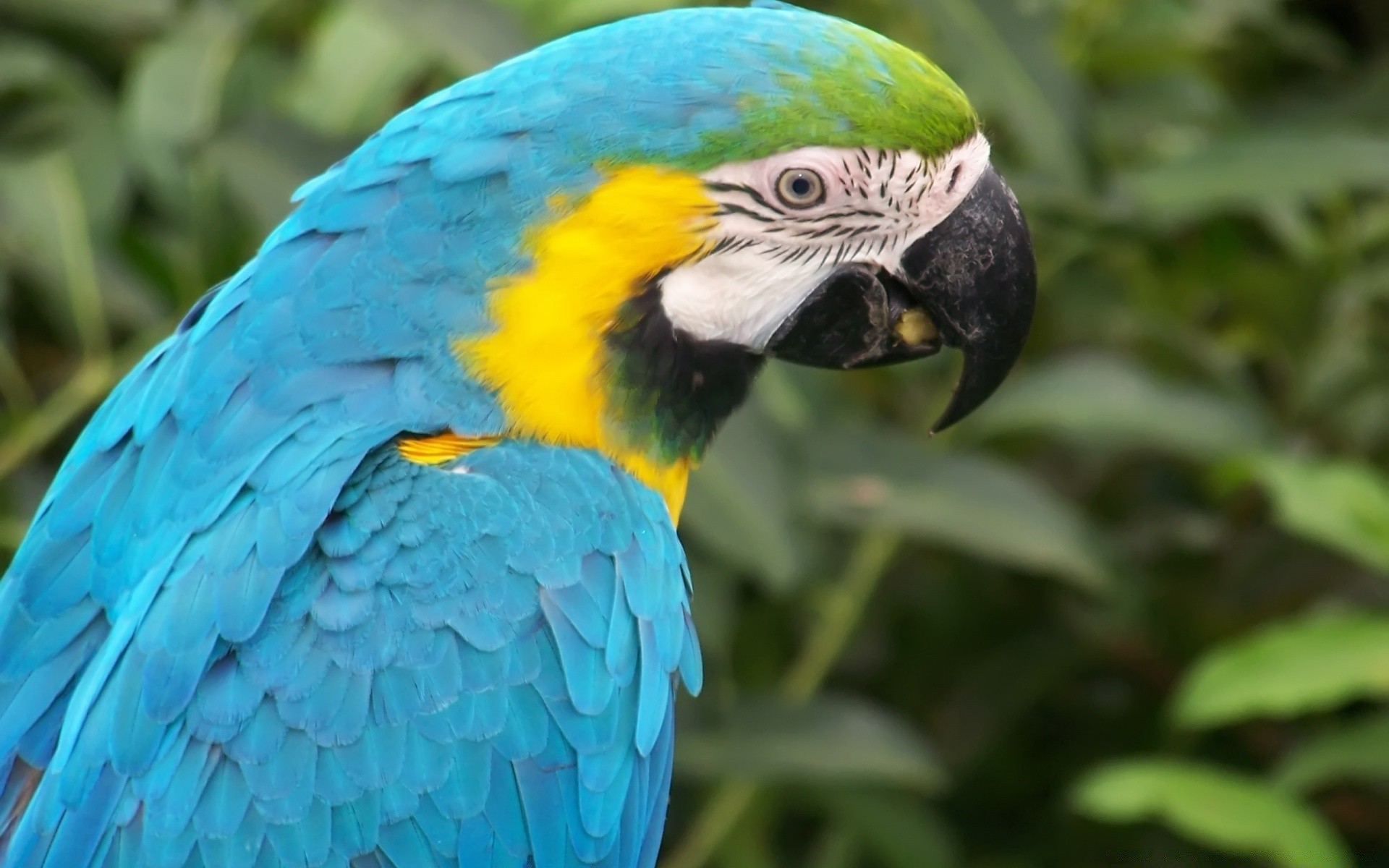 parrot bird wildlife feather beak animal zoo macaw wing nature avian wild tropical exotic